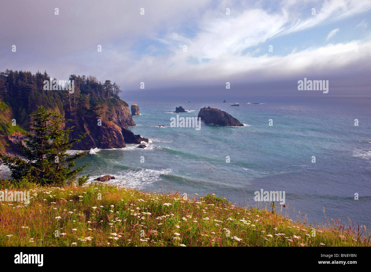 Schafgarbe blüht auf der robusten Landzungen des Oregons Boardman State Park mit Blick auf den Pazifischen Ozean. Stockfoto
