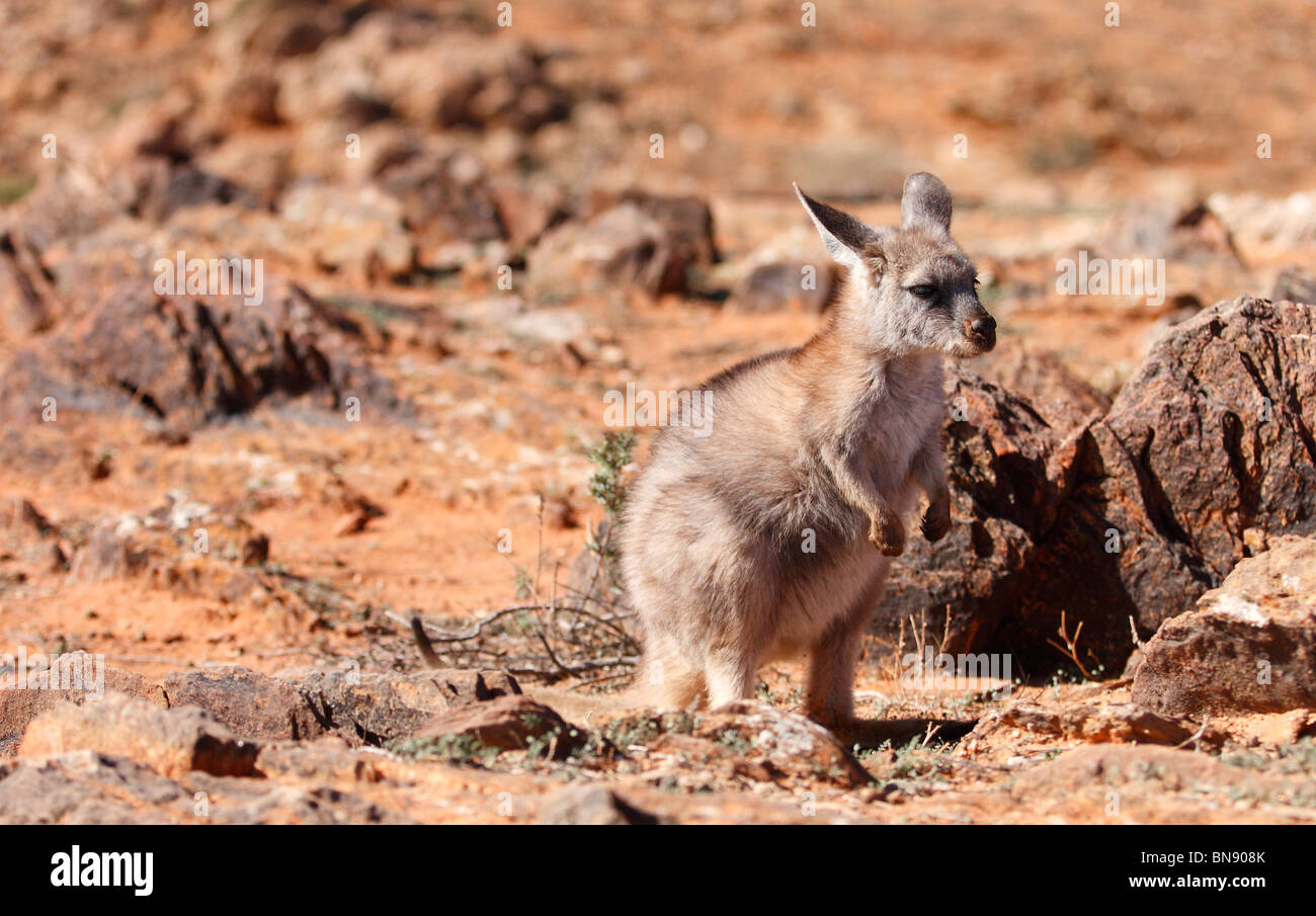 BROKEN HILL, NSW - CIRCA 2009: A Euro Känguru im rauen australischen Outback Stockfoto