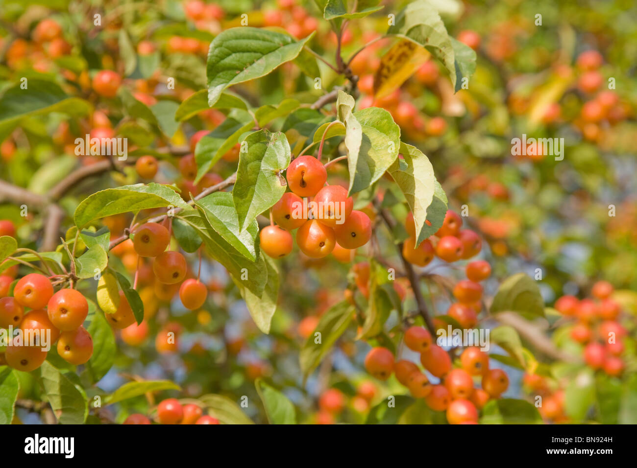 Kleine orange Crabapple auf Zweige Stockfoto