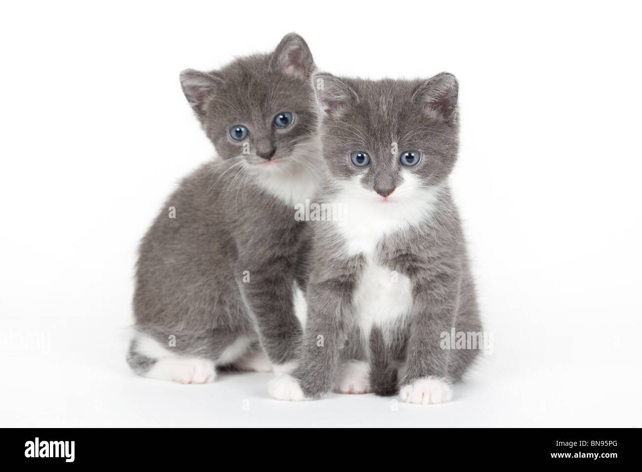 zwei blaue Augen graue Kätzchen, isoliert auf weiss Stockfoto