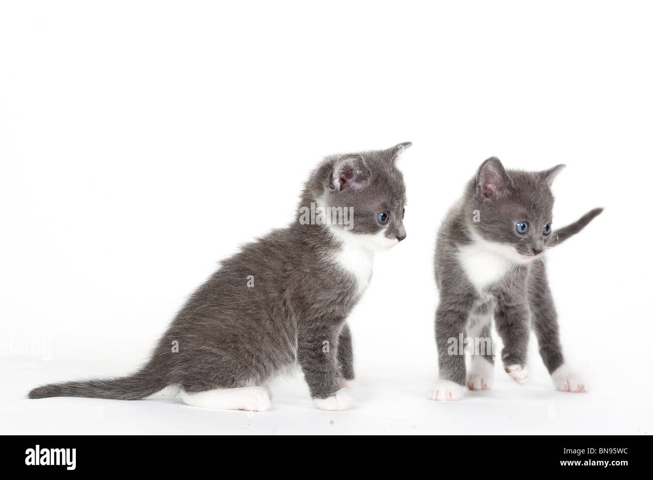 zwei blaue Augen graue Kätzchen, isoliert auf weiss Stockfoto