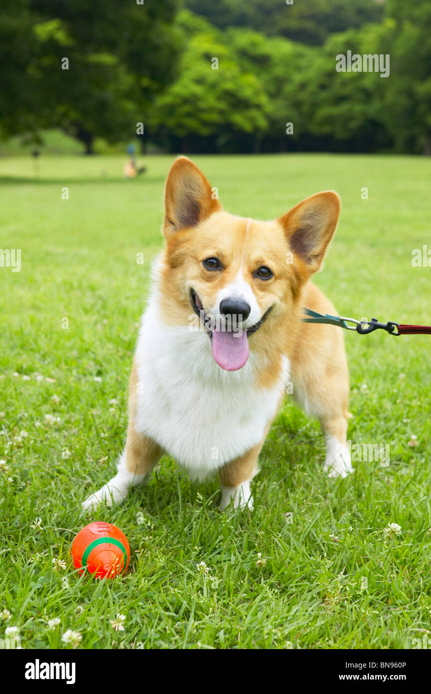 Corgi an der Leine mit einer Kugel vor Es Stockfoto