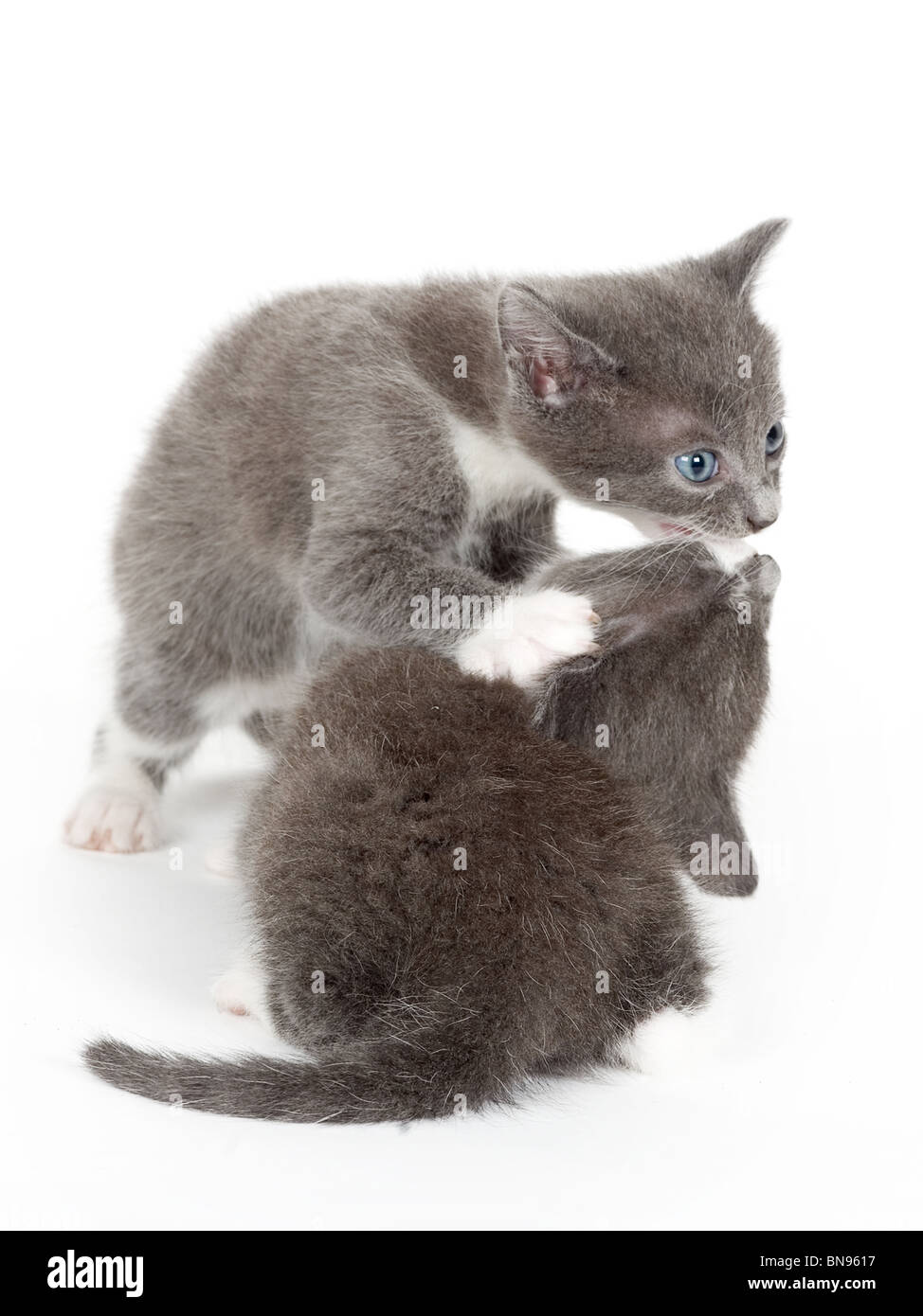 zwei blaue Augen graue Kätzchen, isoliert auf weiss Stockfoto