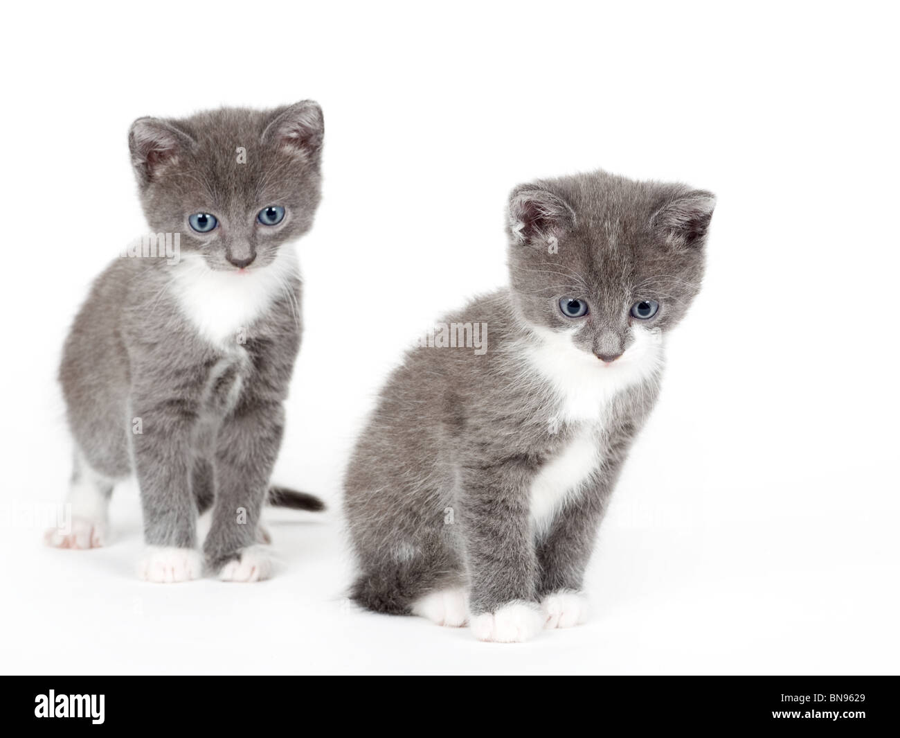 zwei blaue Augen graue Kätzchen, isoliert auf weiss Stockfoto