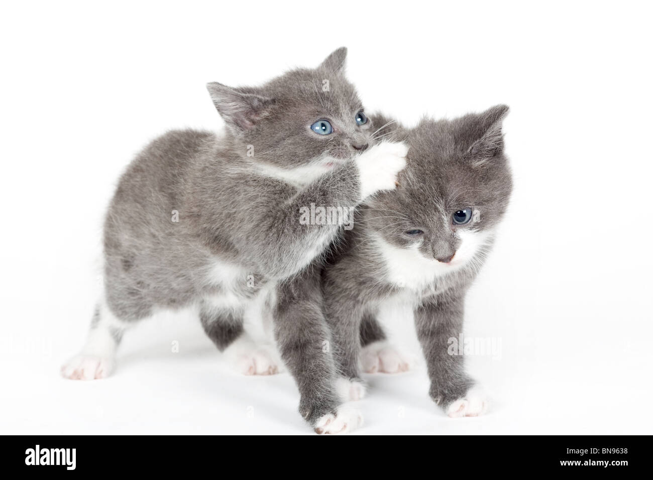 zwei blaue Augen graue Kätzchen, isoliert auf weiss Stockfoto