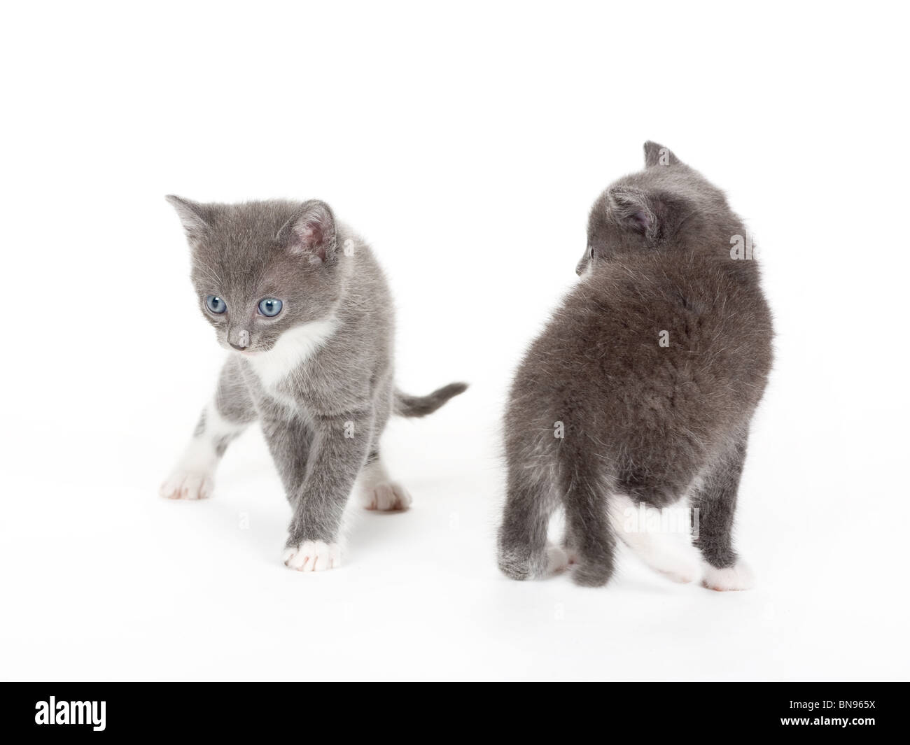 zwei blaue Augen graue Kätzchen, isoliert auf weiss Stockfoto