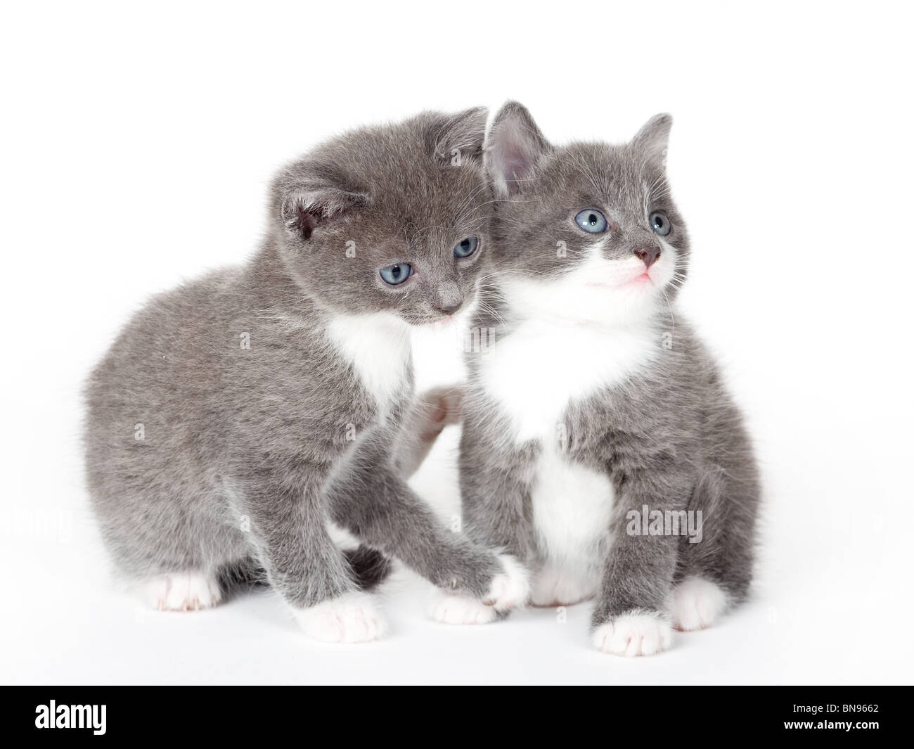 zwei blaue Augen graue Kätzchen, isoliert auf weiss Stockfoto