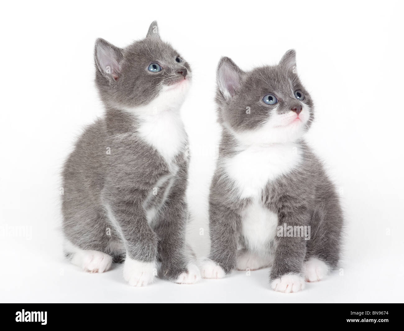 zwei blaue Augen graue Kätzchen, isoliert auf weiss Stockfoto
