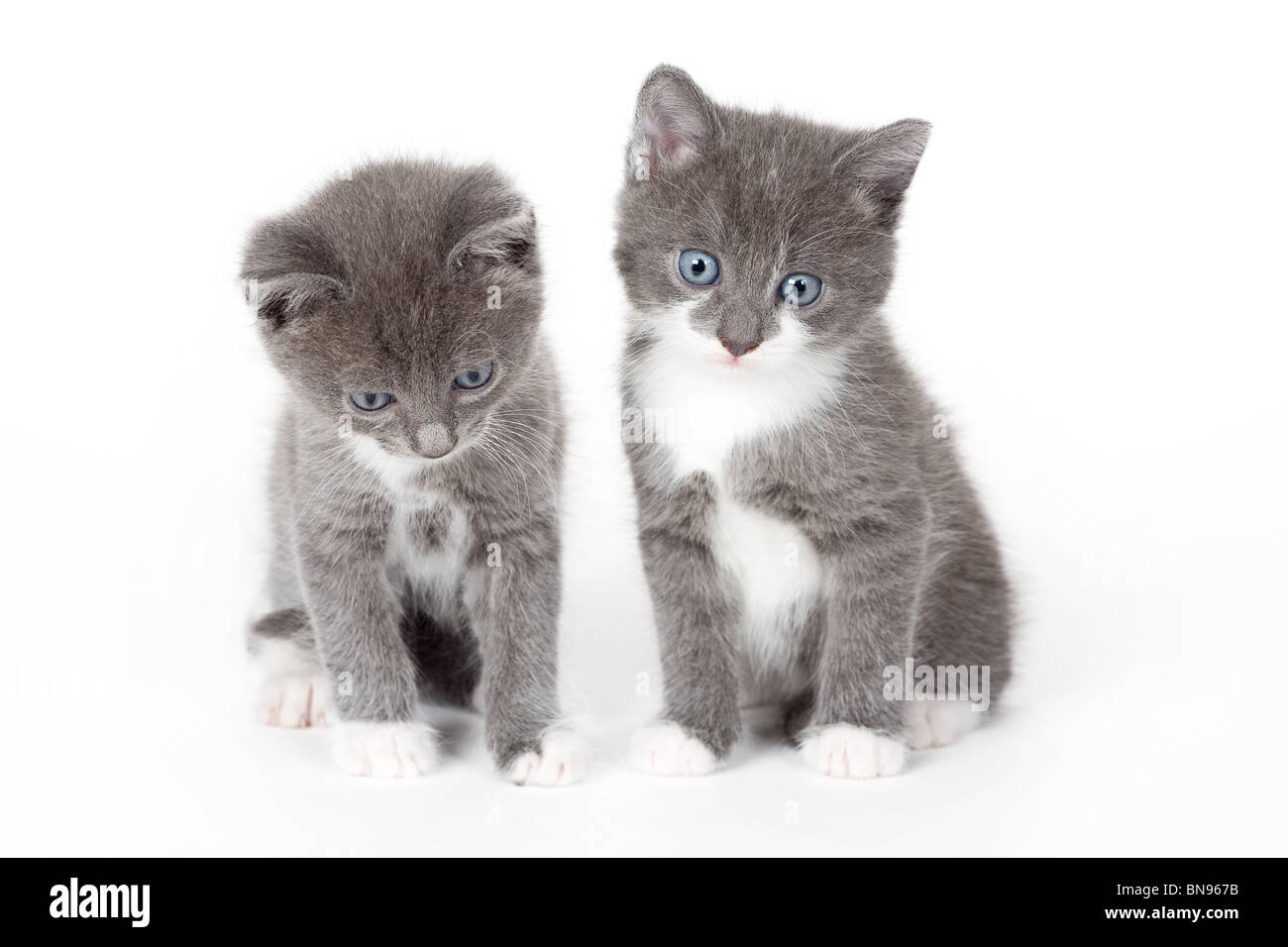zwei blaue Augen graue Kätzchen, isoliert auf weiss Stockfoto