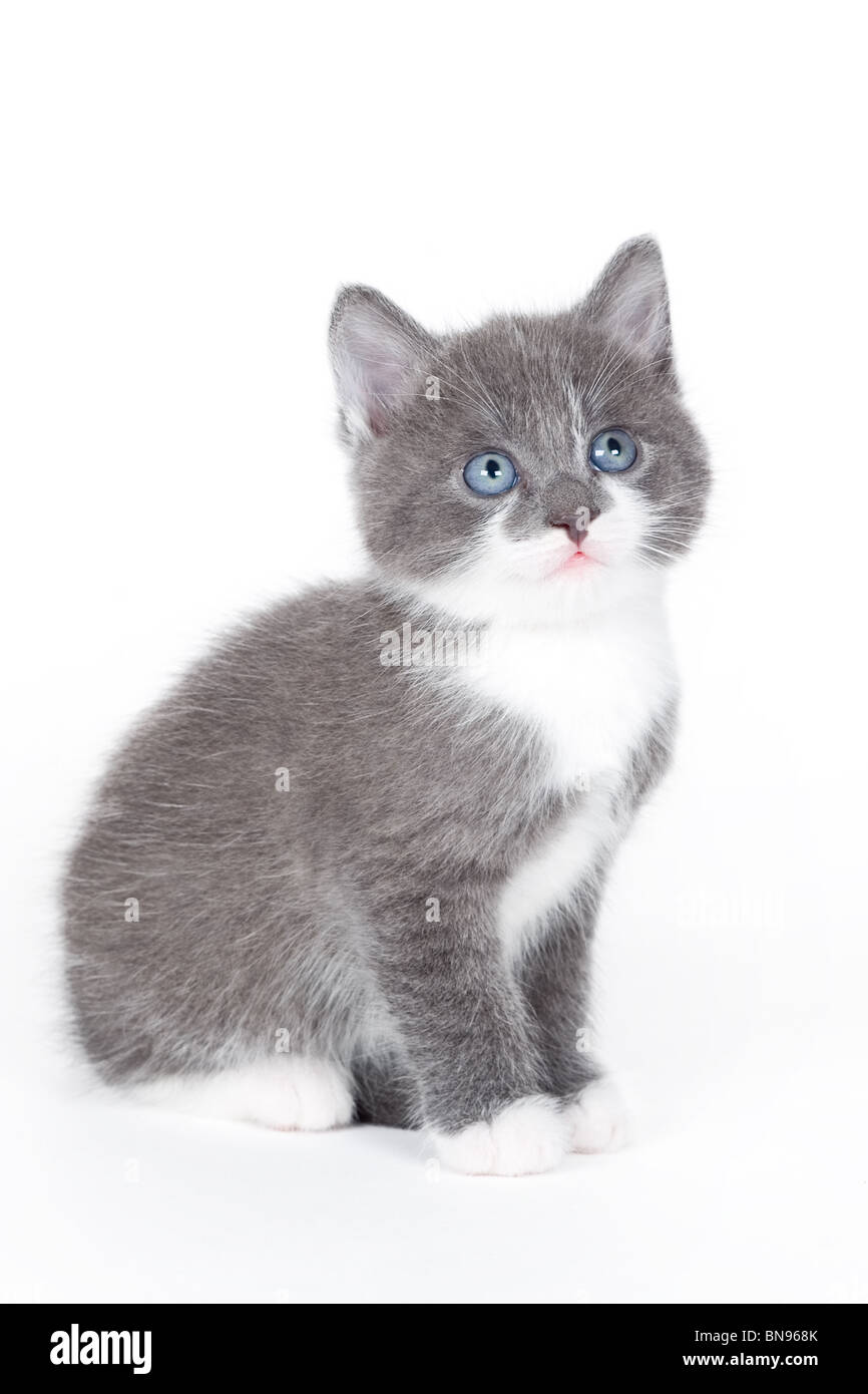 blau gemusterte graues Kätzchen isoliert auf weiss Stockfoto