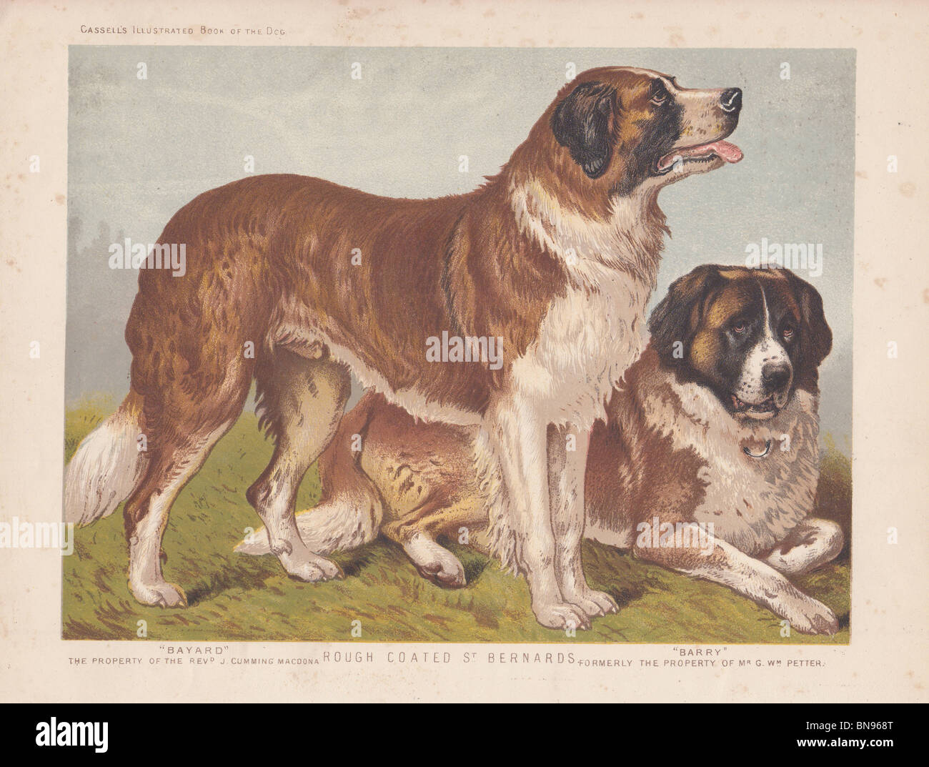 Bernhardiner mastiff -Fotos und -Bildmaterial in hoher Auflösung – Alamy