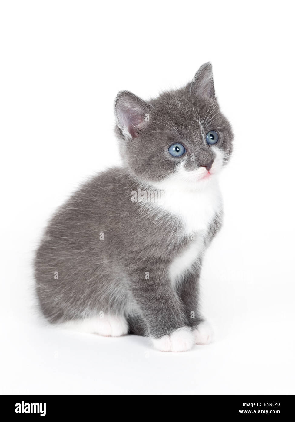 blau gemusterte graues Kätzchen isoliert auf weiss Stockfoto