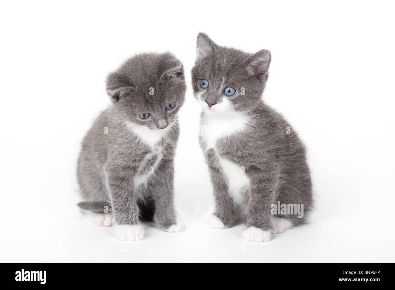 zwei blaue Augen graue Kätzchen, isoliert auf weiss Stockfoto