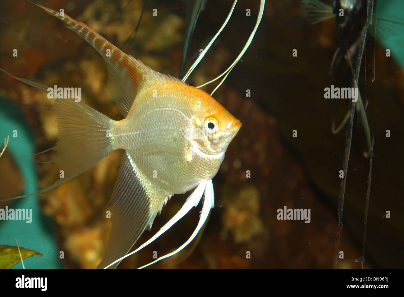 Kleine goldene Fische in das Goldfischglas Stockfoto