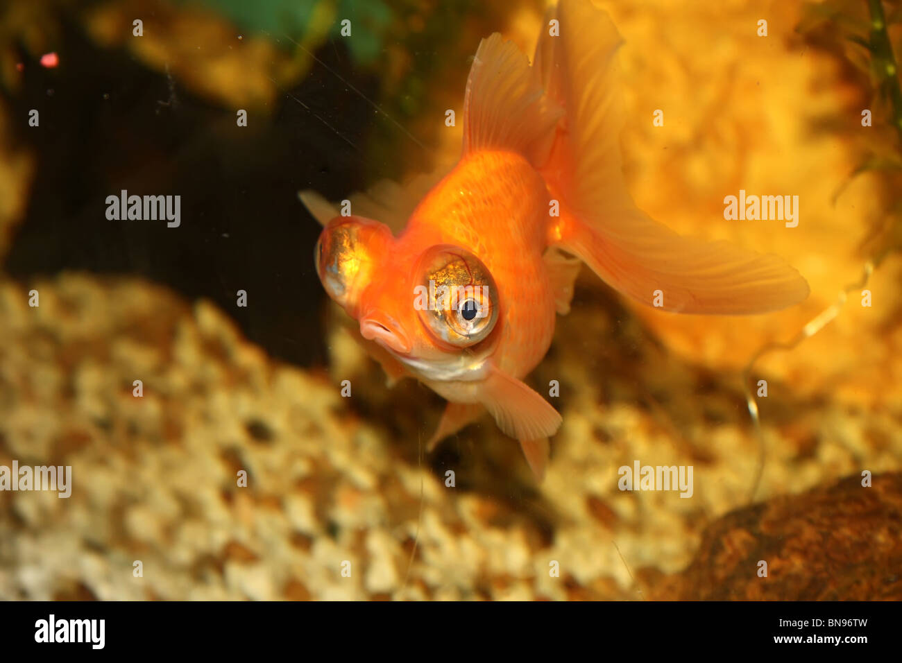 Kleine orange Fische in das Goldfischglas Stockfoto