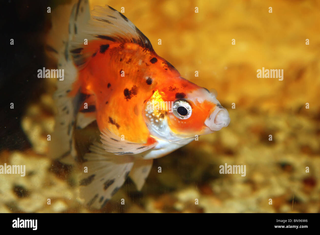 Kleine orange Fische in das Goldfischglas Stockfoto