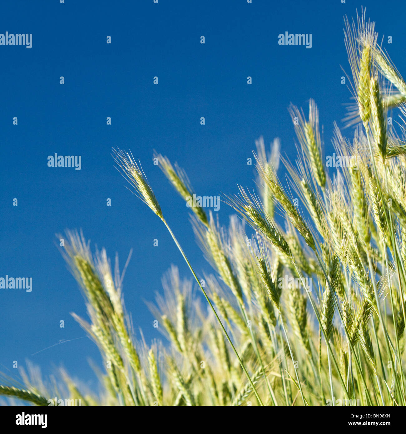 Weizenfeld im Frühjahr (Triticum) Stockfoto