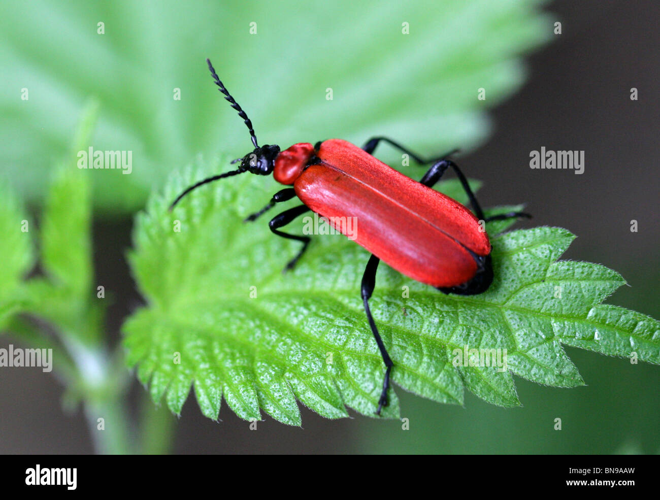 Kardinal-Käfer oder Scarlet Fire Beetle Pyrochroa Coccinea, Pyrochroidae, Coleoptera Stockfoto