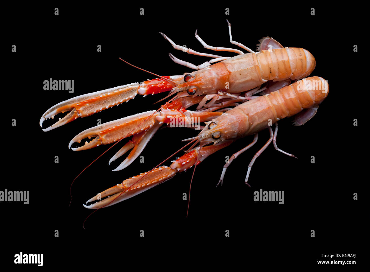 Frische Langustine oder Scampi (Nephrops Norvegicus) Stockfoto