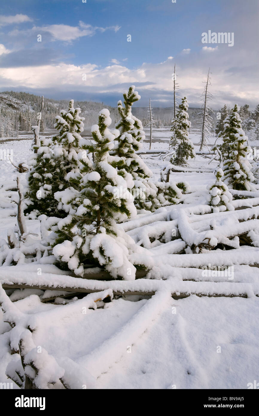 Norris Geyser Basin mit Morgen Schneefall, Yellowstone-Nationalpark, Wyoming, USA Stockfoto