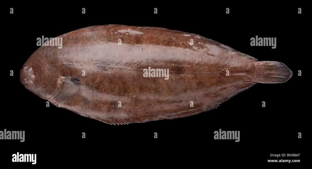 Dover Sole in den östlichen Atlantik und Mittelmeer gefunden hat einen milden, buttrigen süße Geschmack und ist gut, Filet Stockfoto