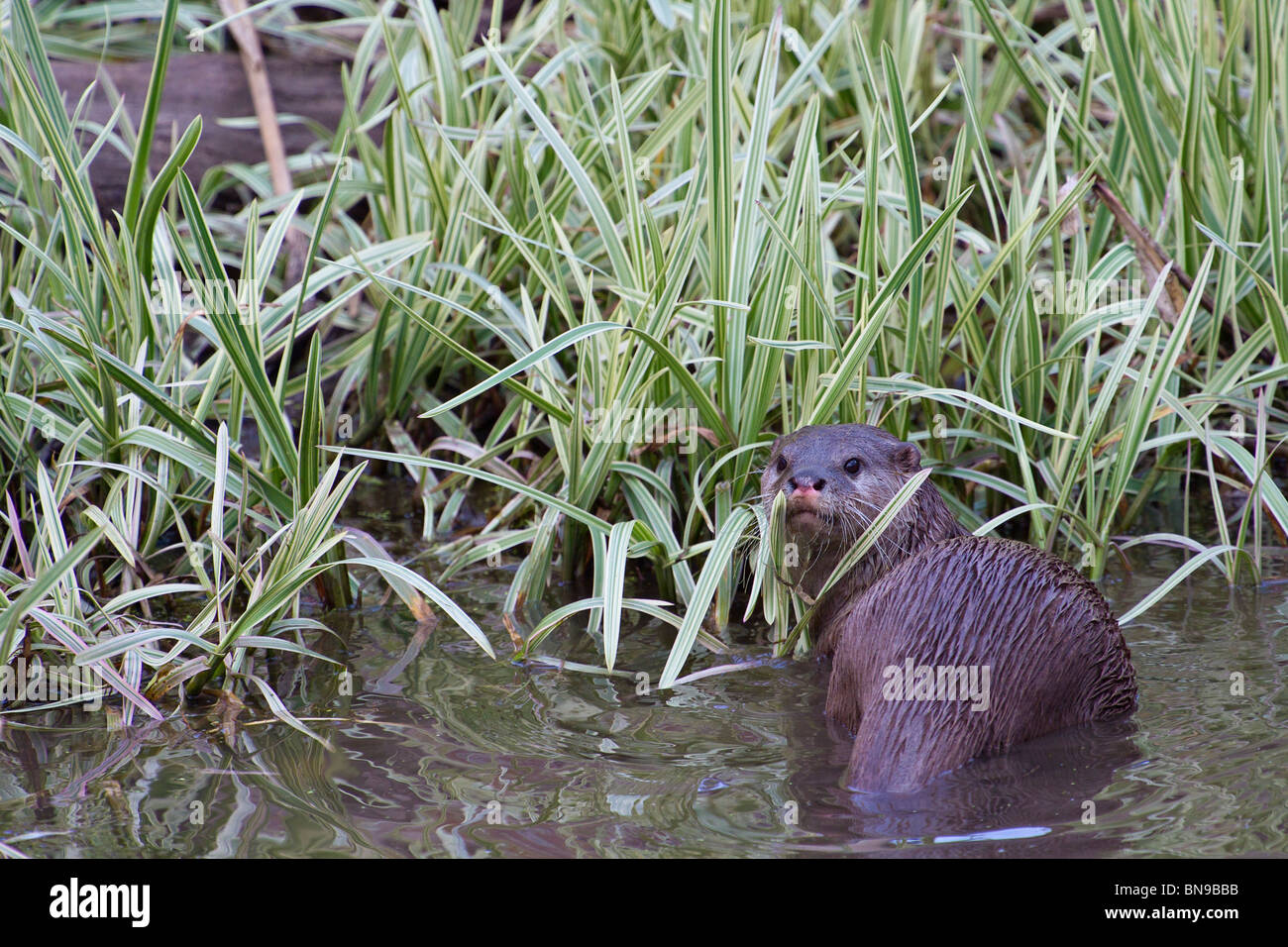 Orientalische kleine Krallen Otter (Aonyx cinereus) in Wasser Stockfoto
