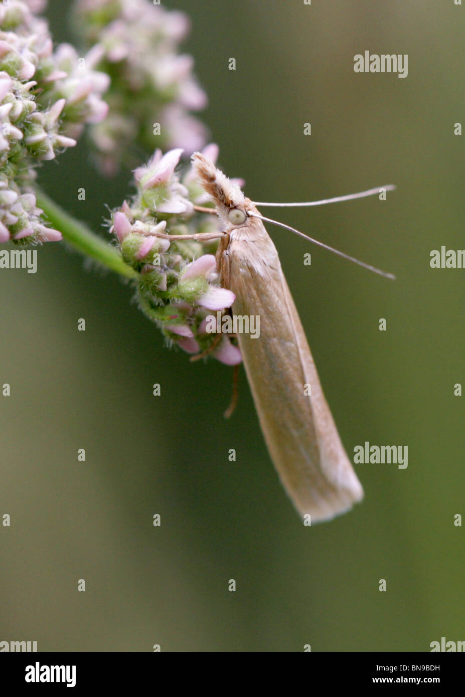 Crambid Schnauze Motte, Crambus Perlella, Crambidae, Lepidoptera. Stockfoto