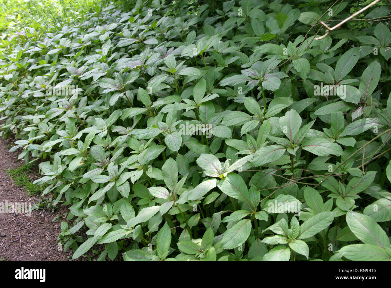 Drüsige Springkraut, Impatiens Glandulifera, Balsaminaceae. Jungpflanzen im Frühjahr Wald. Auch bekannt als Indische Springkraut Stockfoto