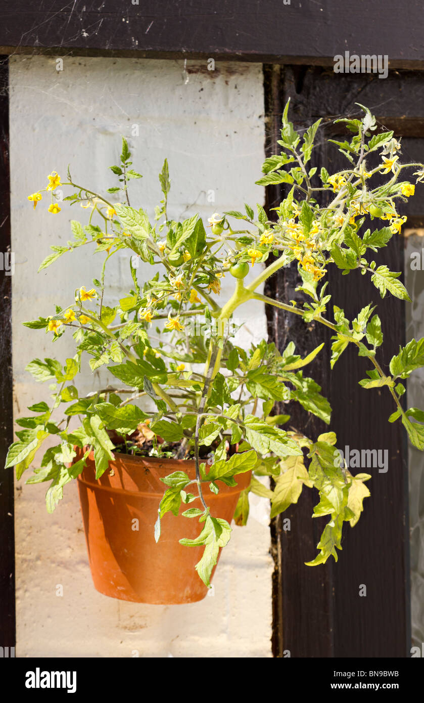 Nachgestellte Tomatenpflanze Sorte "Tumbler" in eine Wand Topf gewachsen. Sussex, UK Stockfoto