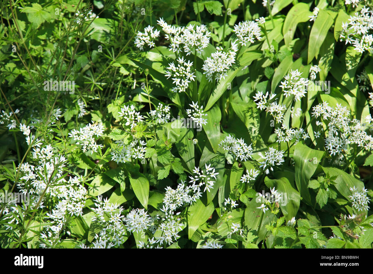 Bärlauch auf Waldboden Stockfoto