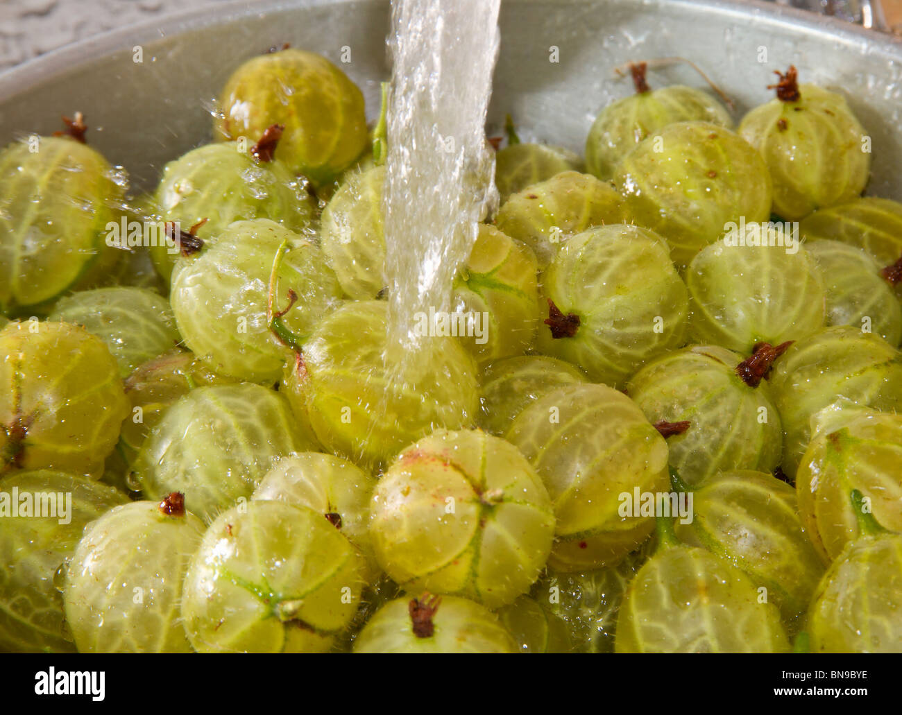 Frisch gepflückt Stachelbeere (Ribes uva-Crispa) unter dem Wasserhahn waschen Stockfoto