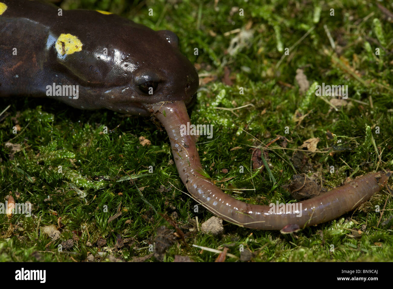 Spotted Salamander Essen ein Wurm (Z.B. Aronstab) New York USA