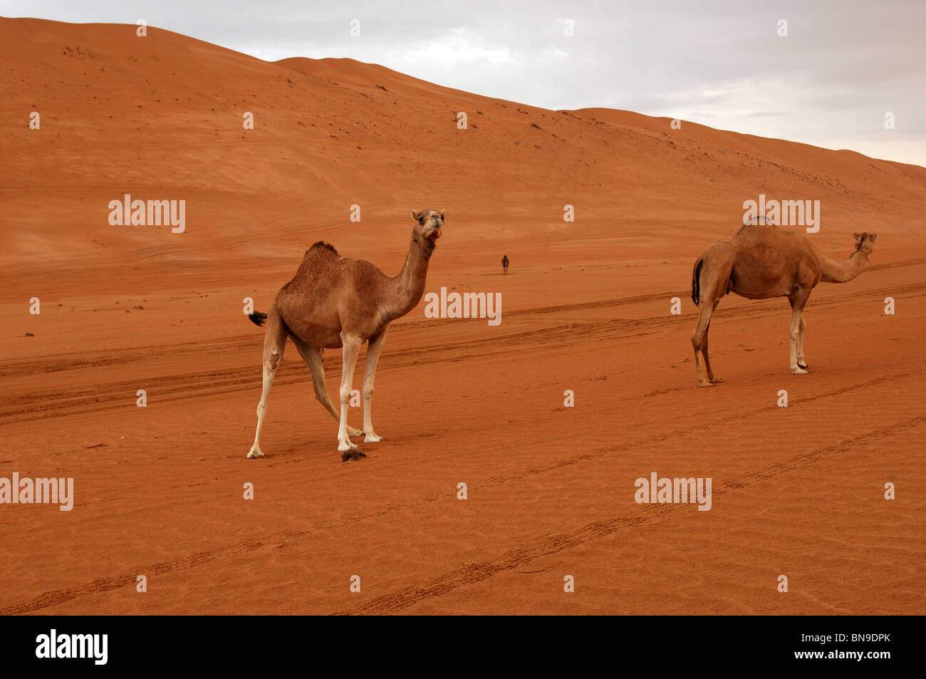Dromedar in Oman Wüste Stockfoto