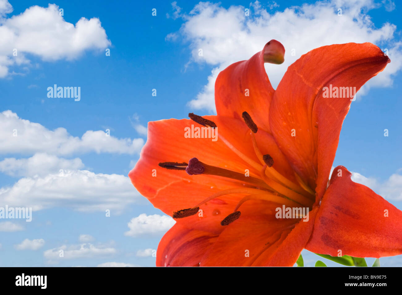 Objekt auf blauem Himmel - Blumen Lilie hautnah Stockfoto