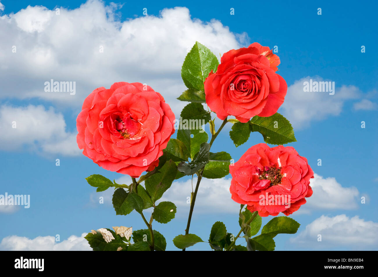 Objekt auf blauem Himmel - Blumen rose Nahaufnahme Stockfoto
