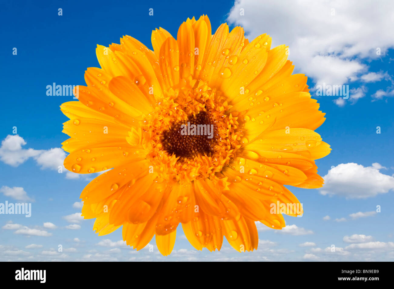 Objekt auf blauem Himmel - dekorative Blumen schließen sich Stockfoto