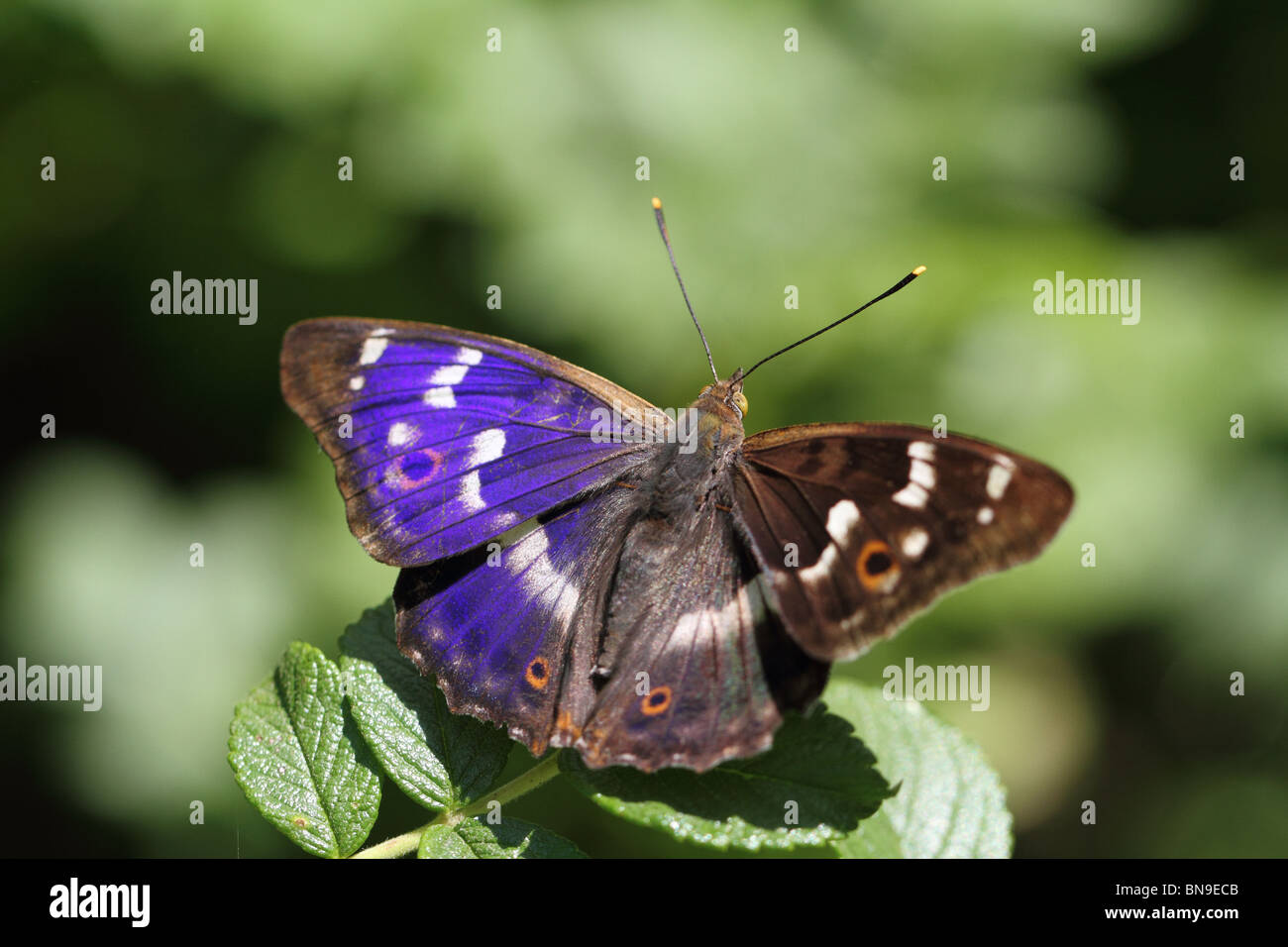 Männliche weniger lila Kaiser (Apatura Ilia) Stockfoto
