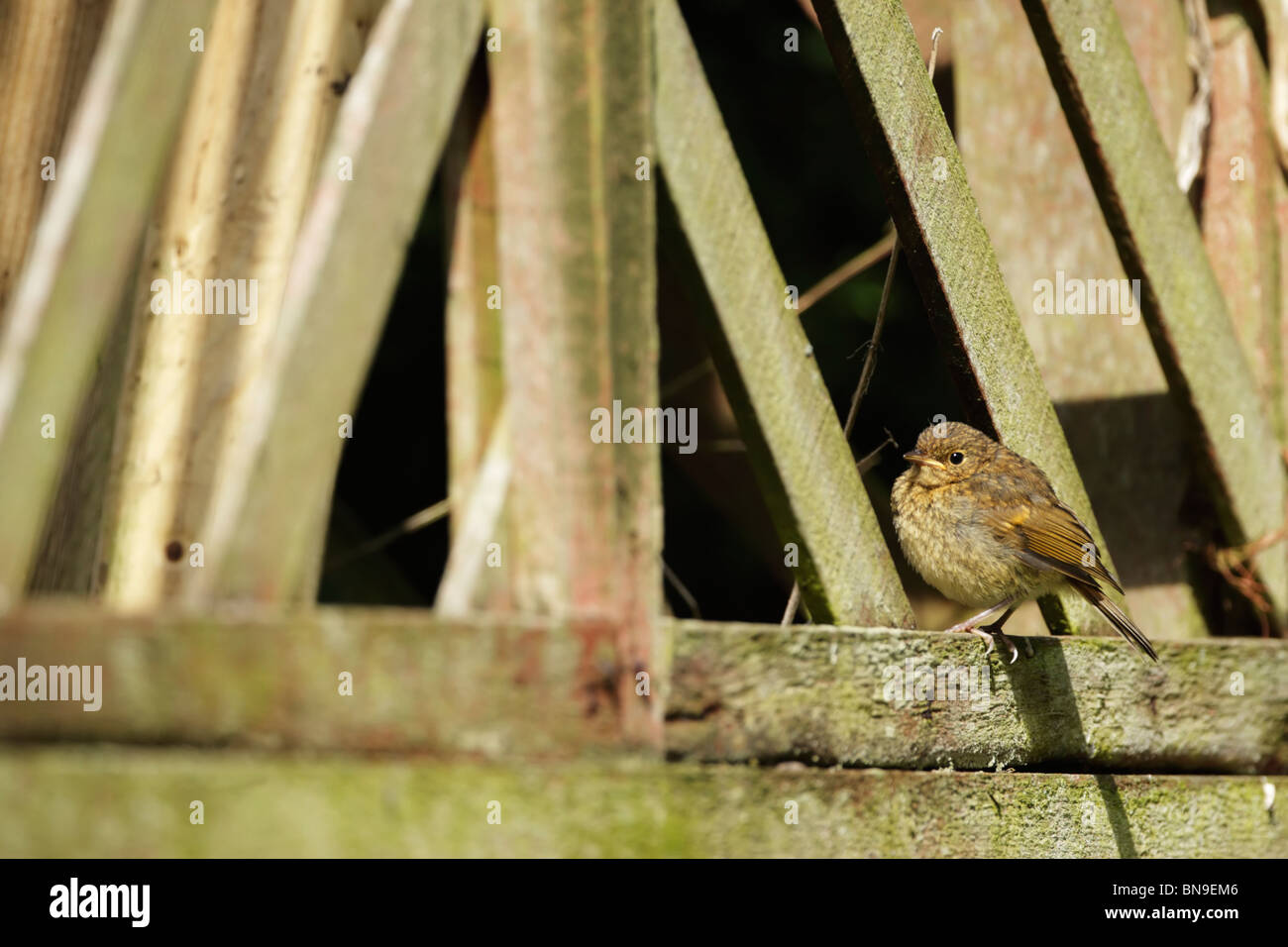 Junge Robin (Erithacus Rubecula) im Garten warten darauf, von Eltern, zeigen gefüttert werden gesprenkelte Gefieder Stockfoto