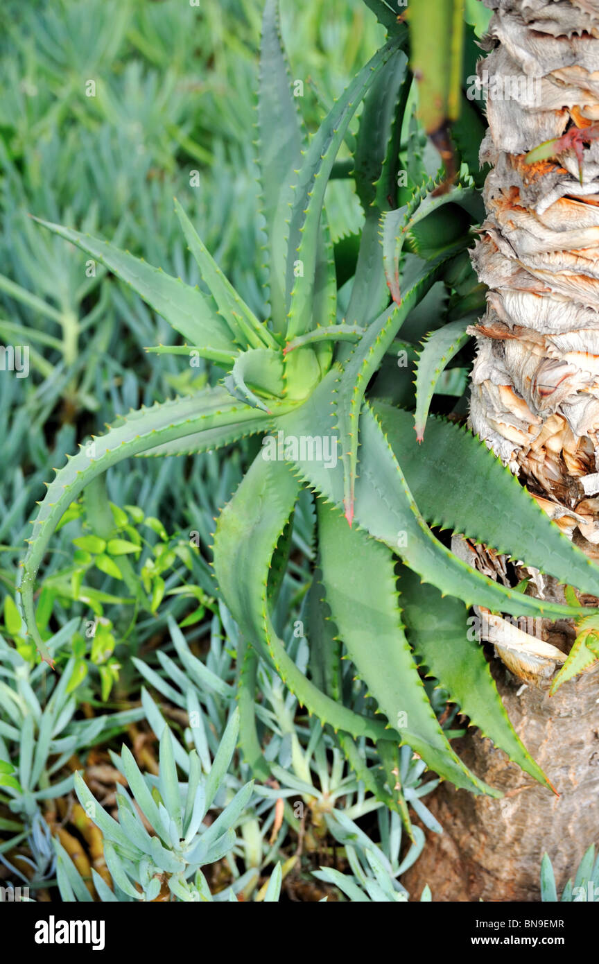 anthurium stekken Anthurium Clarinervium main image 1