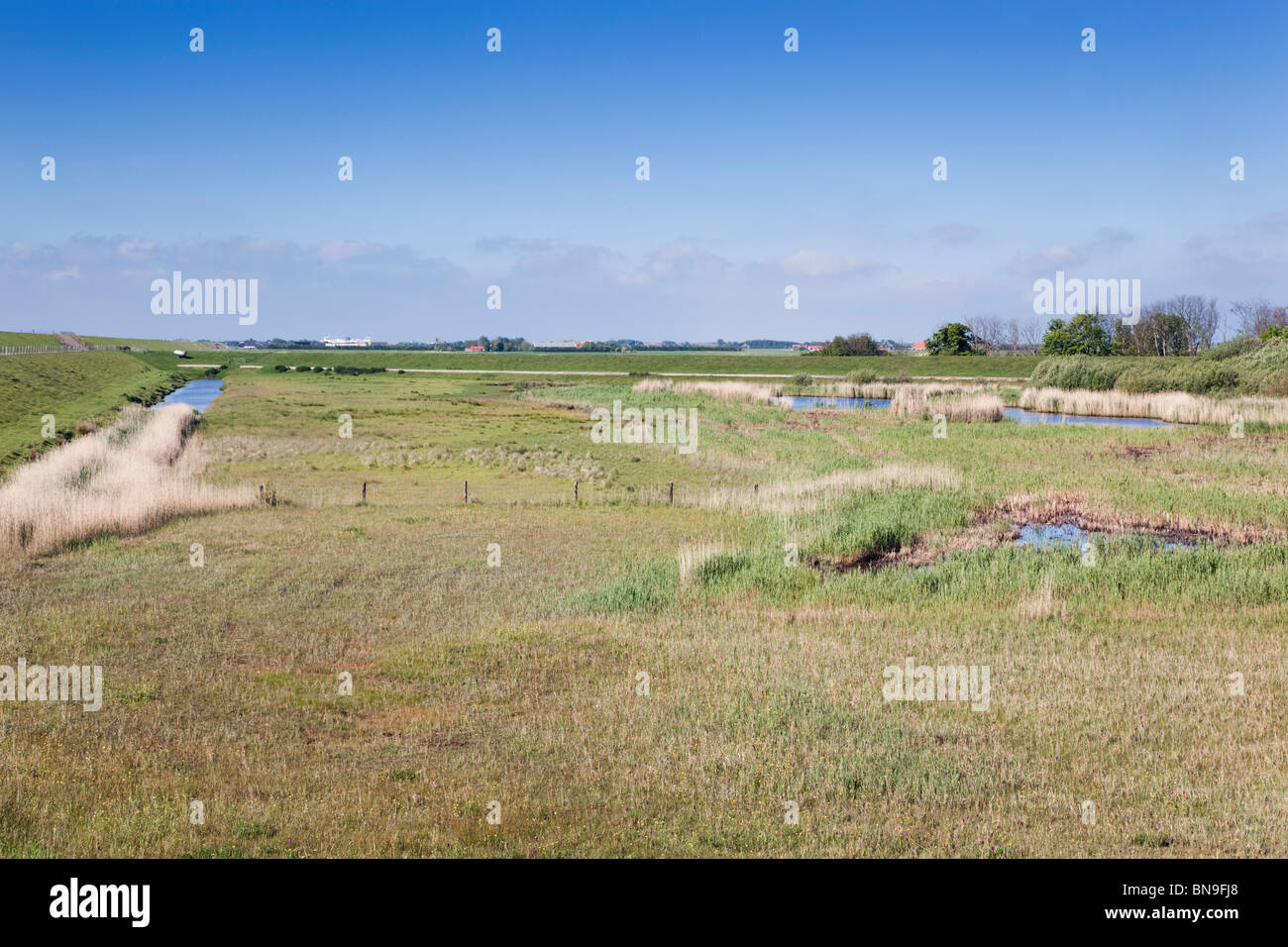 Marsh südlich von De Schans; Texel; Niederlande Stockfoto