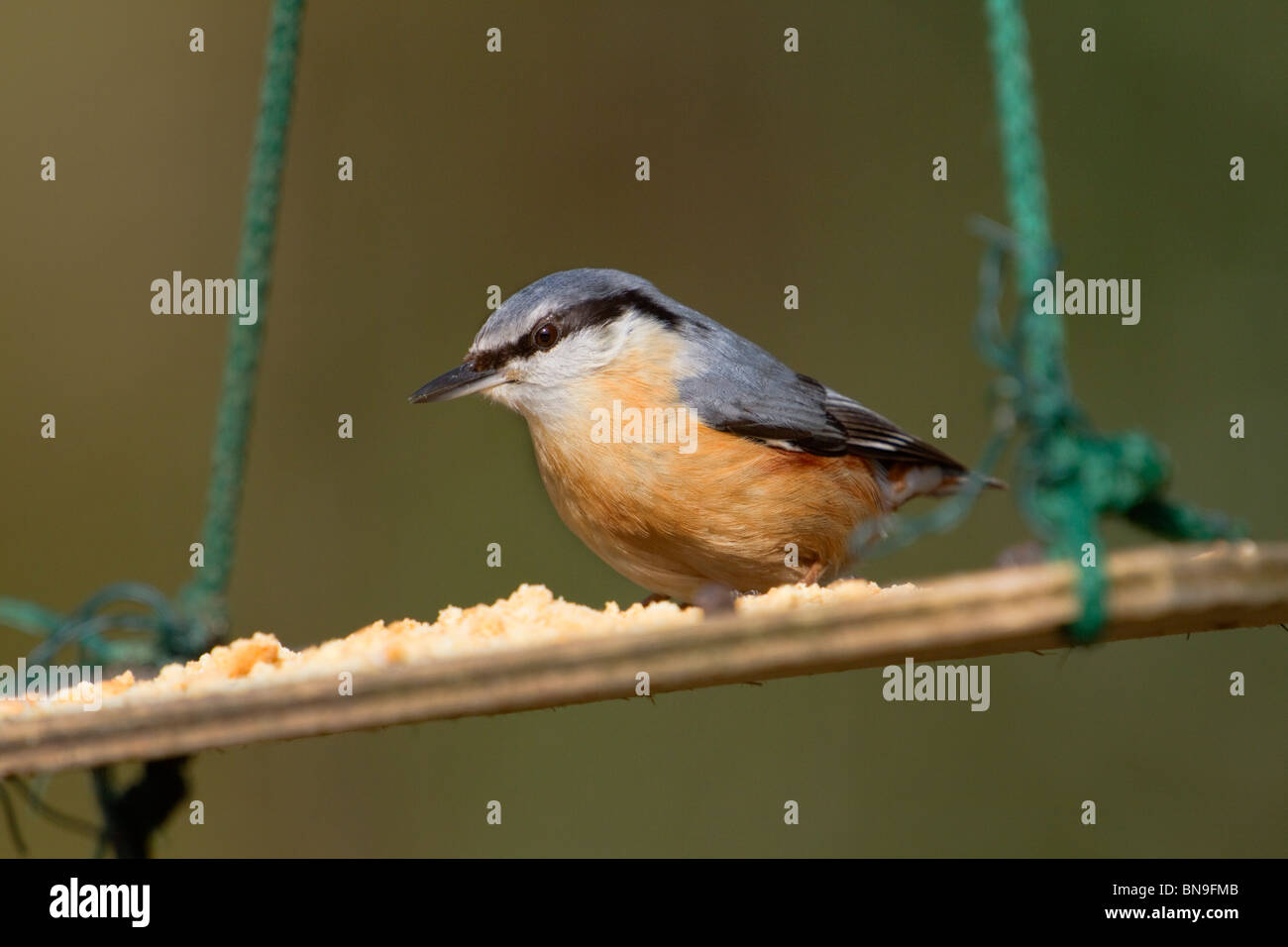 Kleiber; Sitta Europaea; auf einem Vogel Tisch; Cornwall Stockfoto