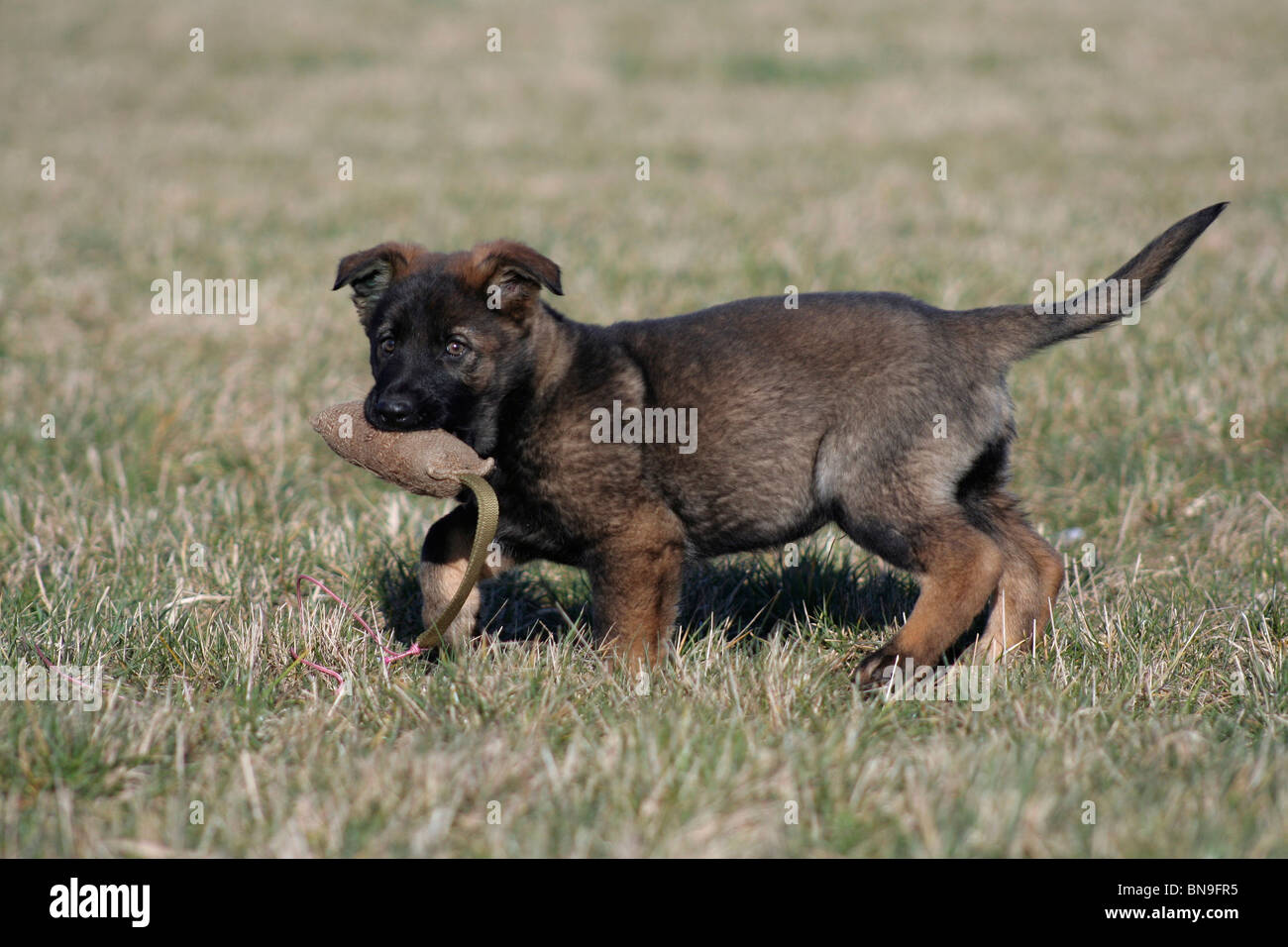 Deutscher Schäferhund-Welpen Stockfoto