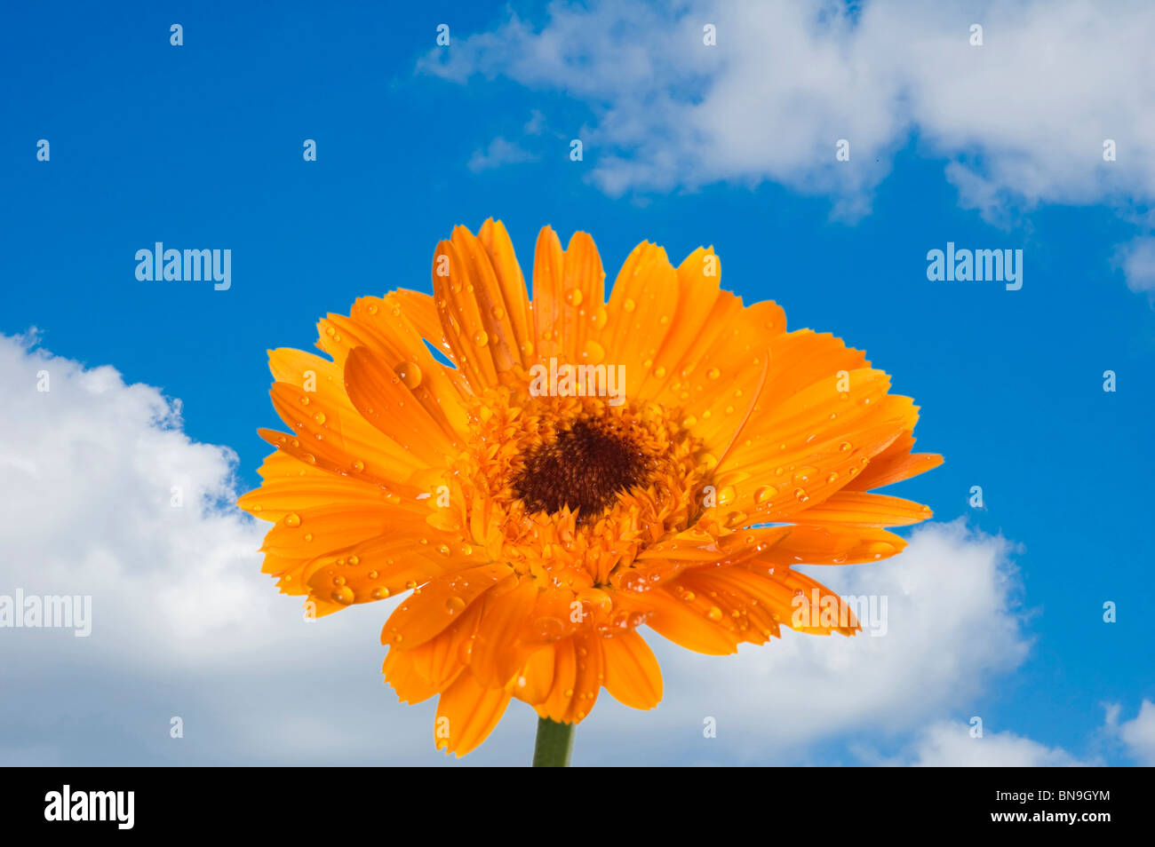Objekt auf blauem Himmel - dekorative Blumen schließen sich Stockfoto