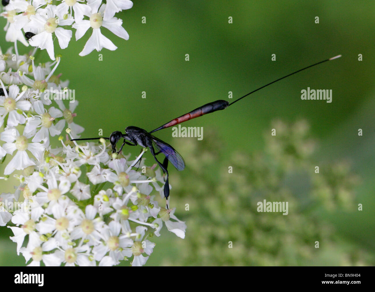 Räuberische Wespe, Gasteruption Jaculator Gasteruptiidae, Evanioidea, Taillenwespen, Hymenoptera Stockfoto