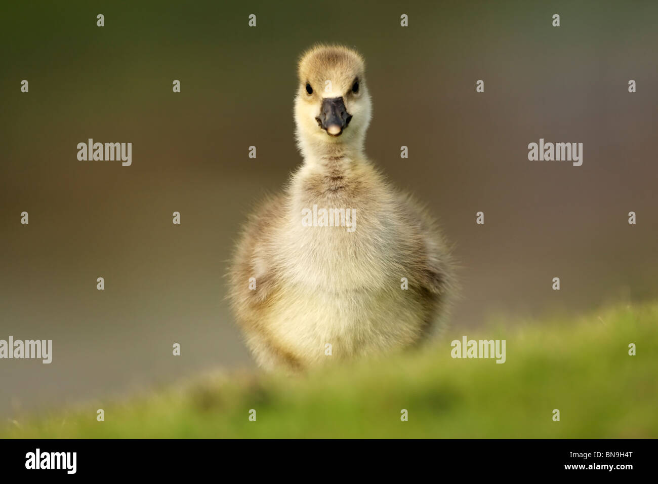 Graugans (Anser Anser) Gans flauschige Gosling auf Rasen Stockfoto