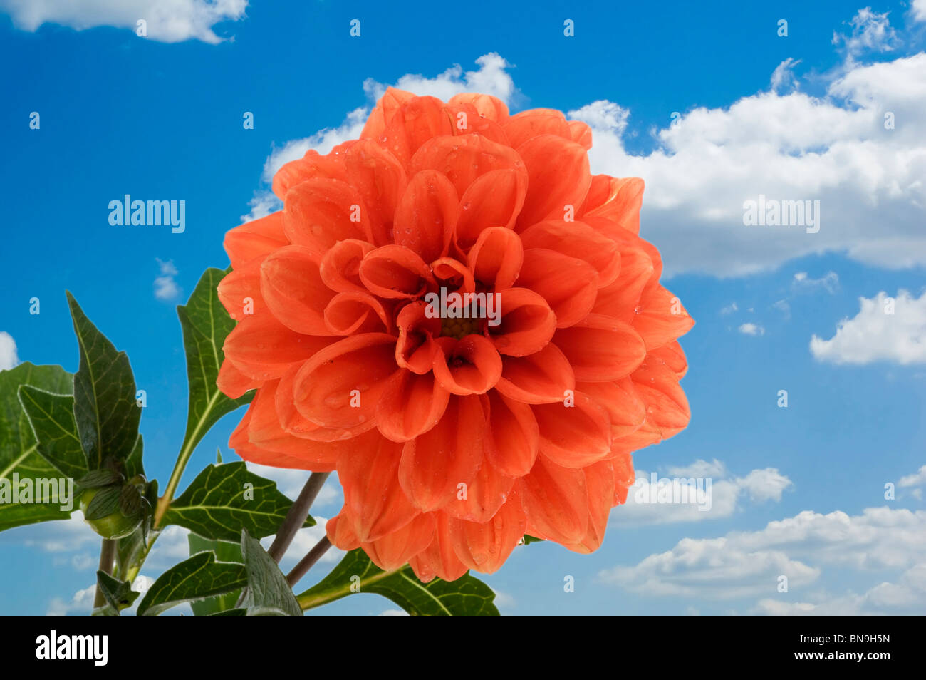 Objekt auf blauem Himmel - dekorative Blumen schließen sich Stockfoto