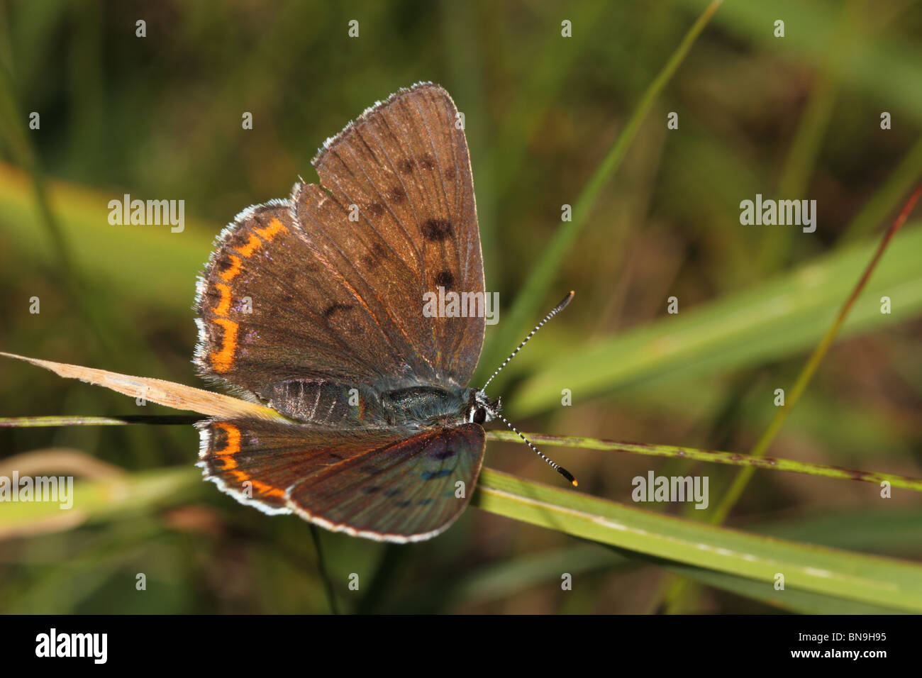 Lila-Schuss Kupfer (Lycaena Alciphron) Stockfoto