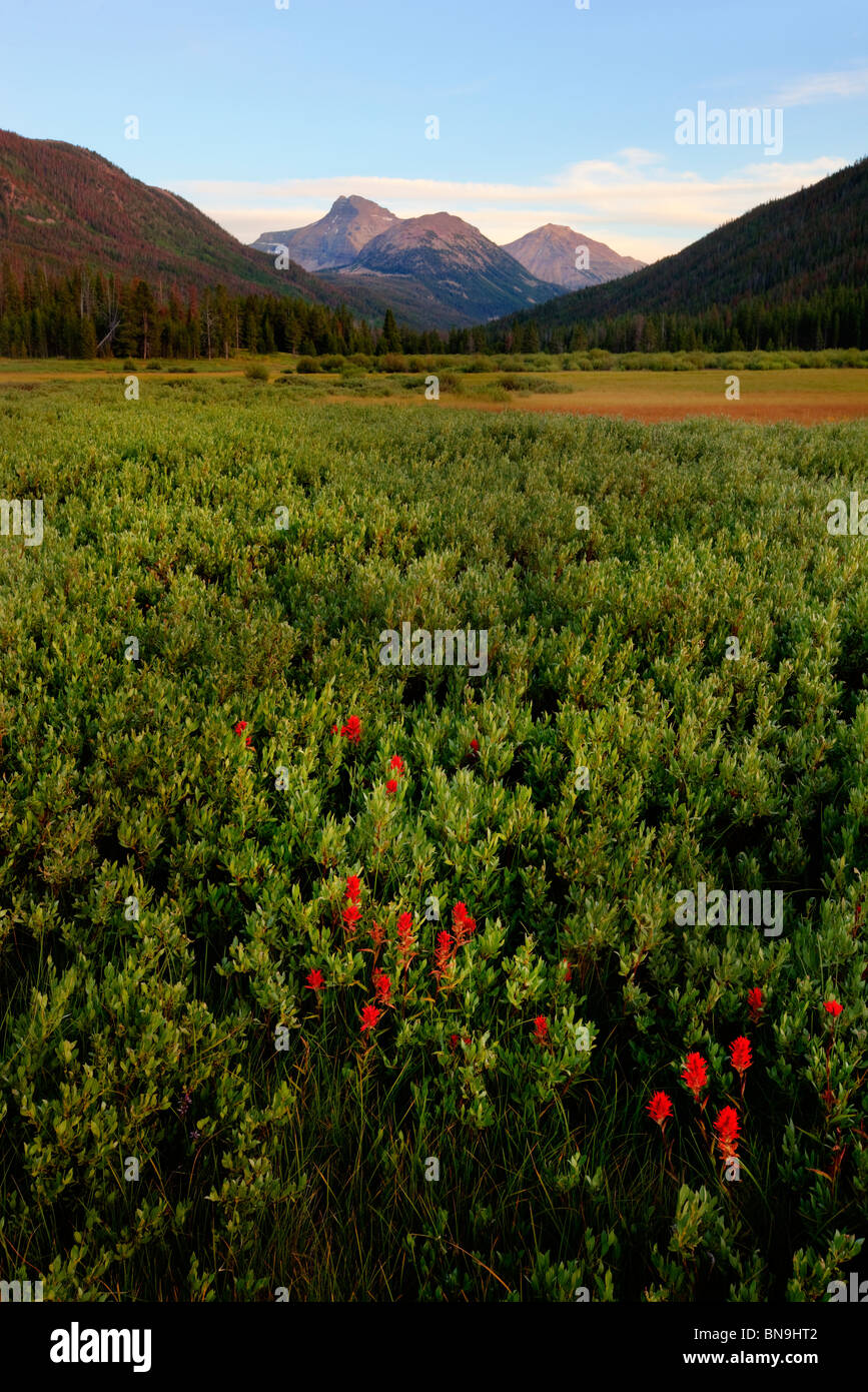 Wildblumen in Weihnachten Wiesen, Wasatch-Cache National Forest, Utah Stockfoto