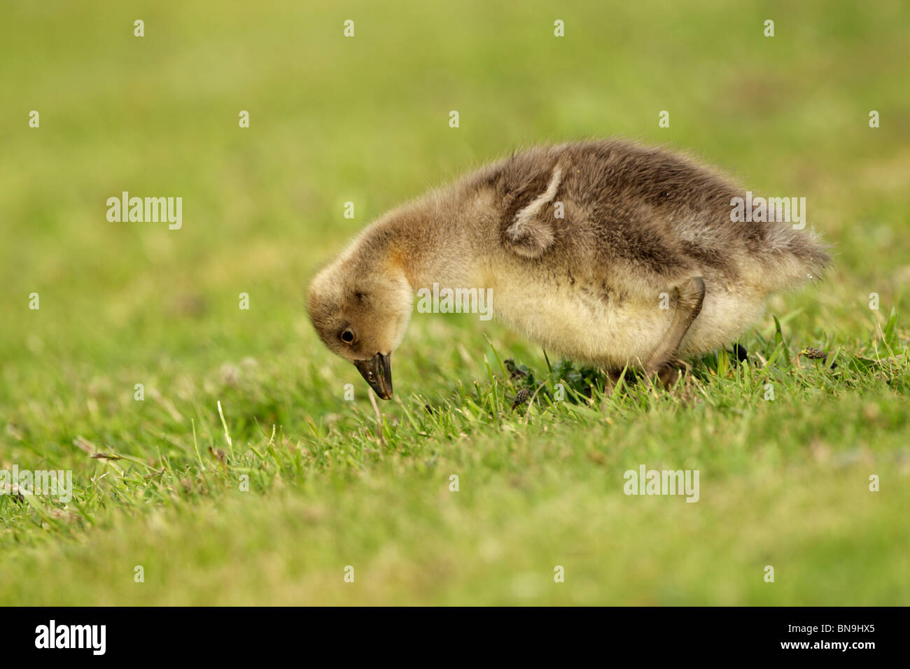 Graugans (Anser Anser) Gans Gosling Futtersuche auf einem grasbewachsenen Ufer Stockfoto