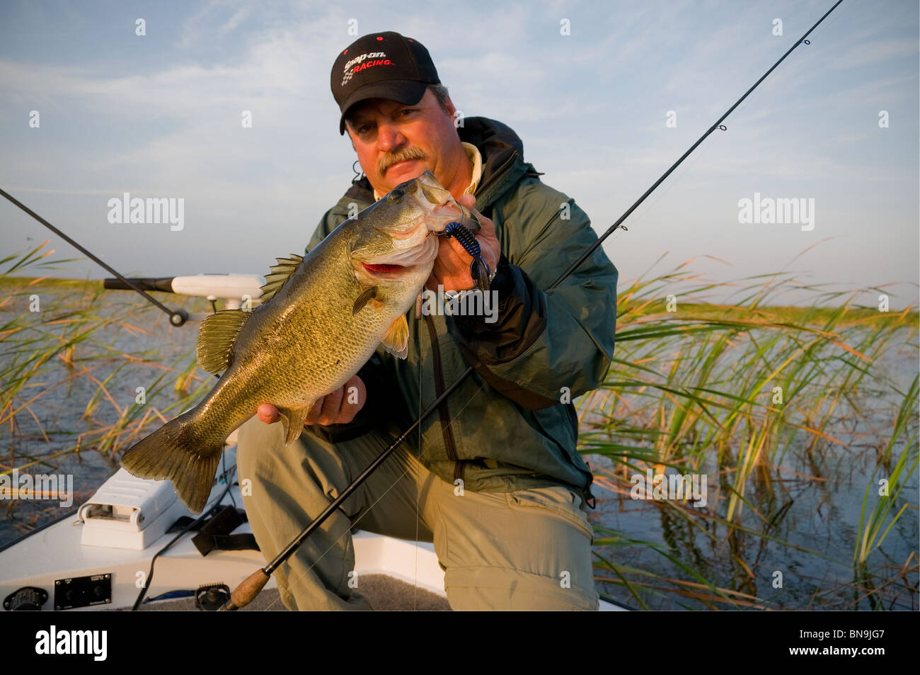 Ein Angler hakt ein Riesen Largemouth genommen auf eine Kunststoff-Köder in die Binsen & Sawgrass Floridas Lake Okeechobee umgedreht. Stockfoto